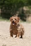 NORFOLK TERRIER 015